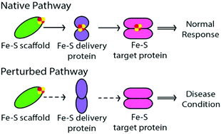 Graphical abstract: Iron–sulfur cluster biosynthesis and trafficking – impact on human disease conditions