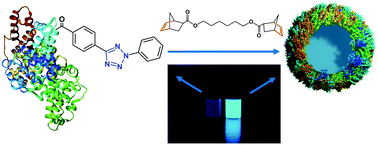 Graphical abstract: Fully degradable protein nanocarriers by orthogonal photoclick tetrazole–ene chemistry for the encapsulation and release