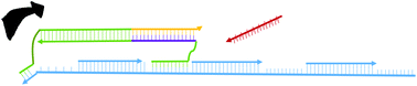 Graphical abstract: A DNA bipedal nanowalker with a piston-like expulsion stroke