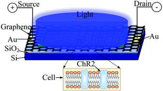 Graphical abstract: Label-free multidimensional information acquisition from optogenetically engineered cells using a graphene transistor