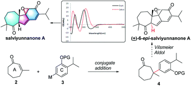 Graphical abstract: Isolation, structural elucidation, and synthetic study of salviyunnanone A, an abietane derived diterpenoid with a 7/5/6/3 ring system from Salvia yunnanensis