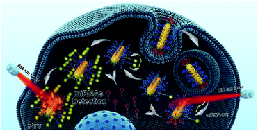Graphical abstract: Near-infrared triggered strand displacement amplification for MicroRNA quantitative detection in single living cells