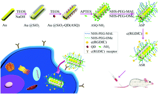 Graphical abstract: In vivo tumor active cancer targeting and CT-fluorescence dual-modal imaging with nanoprobe based on gold nanorods and InP/ZnS quantum dots