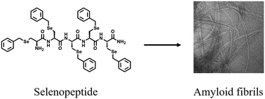 Graphical abstract: Self-assembly of penta-selenopeptides into amyloid fibrils