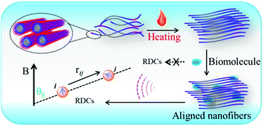 Graphical abstract: Directing an oligopeptide amphiphile into an aligned nanofiber matrix for elucidating molecular structures