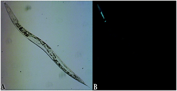 Graphical abstract: Molecular genetic and biochemical characterization of a putative family of zinc metalloproteins in Caenorhabditis elegans