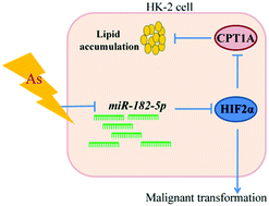 Graphical abstract: miRNA-182-5p, via HIF2α, contributes to arsenic carcinogenesis: evidence from human renal epithelial cells