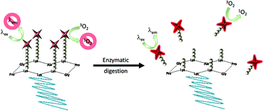 Graphical abstract: Cyclopeptidic photosensitizer prodrugs as proteolytically triggered drug delivery systems of pheophorbide A: part I – self-quenched prodrugs