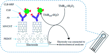 Graphical abstract: Enhancing a clenbuterol immunosensor based on poly(3,4-ethylenedioxythiophene)/multi-walled carbon nanotube performance using response surface methodology