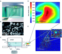 Graphical abstract: Correlation of in vitro cell adhesion, local shear flow and cell density