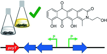 Graphical abstract: Self-resistance guided genome mining uncovers new topoisomerase inhibitors from myxobacteria