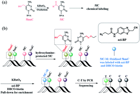 Graphical abstract: Bisulfite-free, single base-resolution analysis of 5-hydroxymethylcytosine in genomic DNA by chemical-mediated mismatch