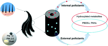 Graphical abstract: Simultaneous determination of polybrominated diphenyl ethers, polycyclic aromatic hydrocarbons and their hydroxylated metabolites in human hair: a potential methodology to distinguish external from internal exposure