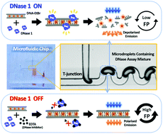 Graphical abstract: Analysis of deoxyribonuclease activity by conjugation-free fluorescence polarisation in sub-nanolitre droplets