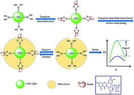 Graphical abstract: Boronate affinity-based surface-imprinted quantum dots as novel fluorescent nanosensors for the rapid and efficient detection of rutin
