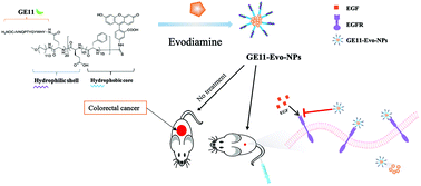 Graphical abstract: Retracted Article: Development of EGFR-targeted evodiamine nanoparticles for the treatment of colorectal cancer
