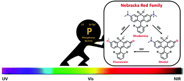 Graphical abstract: Phosphinate-containing rhodol and fluorescein scaffolds for the development of bioprobes