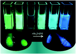 Graphical abstract: Organotin(iv) differential fluorescent probe for controlled subcellular localization and nuclear microviscosity monitoring