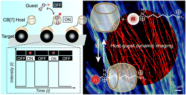 Graphical abstract: Dynamic host–guest interaction enables autonomous single molecule blinking and super-resolution imaging