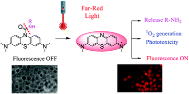 Graphical abstract: Methylene blue as a far-red light-mediated photocleavable multifunctional ligand