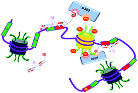 Graphical abstract: A synthetic transcription factor pair mimic for precise recruitment of an epigenetic modifier to the targeted DNA locus