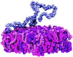 Graphical abstract: On the interaction of hyaluronic acid with synovial fluid lipid membranes