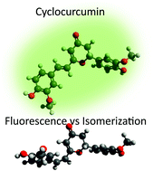 Graphical abstract: Trans-to-cis photoisomerization of cyclocurcumin in different environments rationalized by computational photochemistry