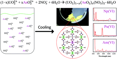 Graphical abstract: Solid state characterization of oxidized actinides co-crystallized with uranyl nitrate hexahydrate