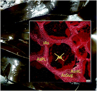 Graphical abstract: Why is NanoSIMS elemental imaging of arsenic in seaweed (Laminaria digitata) important for understanding of arsenic biochemistry in addition to speciation information?