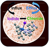 Graphical abstract: Kinetic analysis of the accumulation of a half-sandwich organo-osmium pro-drug in cancer cells