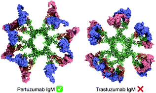 Graphical abstract: Not all therapeutic antibody isotypes are equal: the case of IgM versus IgG in Pertuzumab and Trastuzumab