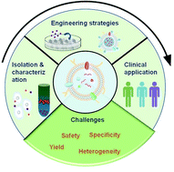 Graphical abstract: Engineering extracellular vesicles for cancer therapy: recent advances and challenges in clinical translation