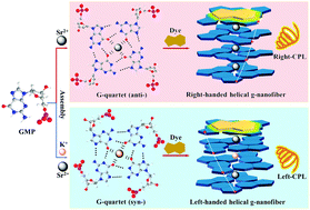 Graphical abstract: Right-/left-handed helical G-quartet nanostructures with full-color and energy transfer circularly polarized luminescence