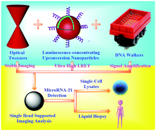 Graphical abstract: Incorporating luminescence-concentrating upconversion nanoparticles and DNA walkers into optical tweezers assisted imaging: a highly stable and ultrasensitive bead supported assay