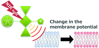 Graphical abstract: Near-infrared light control of membrane potential by an electron donor–acceptor linked molecule