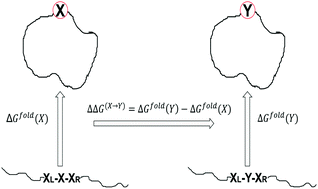 Graphical abstract: A method for efficient calculation of thermal stability of proteins upon point mutations