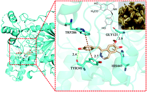 Graphical abstract: Alkaloids and lignans with acetylcholinesterase inhibitory activity from the flower buds of Magnolia biondii Pamp