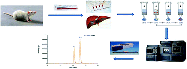 Graphical abstract: Solid phase extraction procedure coupled with the chiral LC-ESI-MS/MS method for the enantioseparation and determination of butoconazole enantiomers in rat plasma and tissues: application to the enantioselective study on pharmacokinetics and tissue distribution