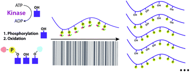 Graphical abstract: Multiphosphorylated peptides: importance, synthetic strategies, and applications for studying biological mechanisms