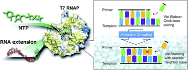 Graphical abstract: Molecular crowding induces primer extension by RNA polymerase through base stacking beyond Watson–Crick rules