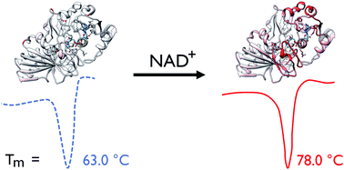Graphical abstract: Thermal stability and structure of glyceraldehyde-3-phosphate dehydrogenase from the coral Acropora millepora