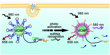 Graphical abstract: A photo zipper locked DNA nanomachine with an internal standard for precise miRNA imaging in living cells