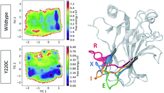 Graphical abstract: Markov state models and NMR uncover an overlooked allosteric loop in p53