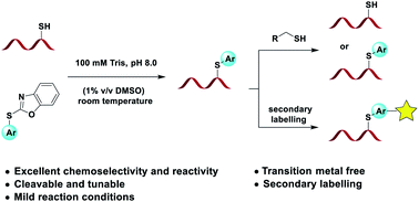 Graphical abstract: Cleavable and tunable cysteine-specific arylation modification with aryl thioethers