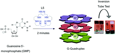 Graphical abstract: Hybrid GMP–polyamine hydrogels as new biocompatible materials for drug encapsulation