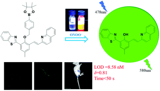 Graphical abstract: A novel fast-response and highly selective AIEgen fluorescent probe for visualizing peroxynitrite in living cells, C. elegans and inflammatory mice