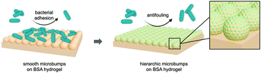 Graphical abstract: Bacteria repellent protein hydrogel decorated with tunable, isotropic, nano-on-micro hierarchical microbump array