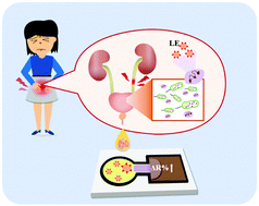 Graphical abstract: Quantitative urinary tract infection diagnosis of leukocyte esterase with a microfluidic paper-based device