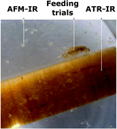 Graphical abstract: Furfurylation protects timber from degradation by marine wood boring crustaceans