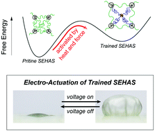Graphical abstract: Adaptively reconstructing network of soft elastomers to increase strand rigidity: towards free-standing electro-actuation strain over 100%